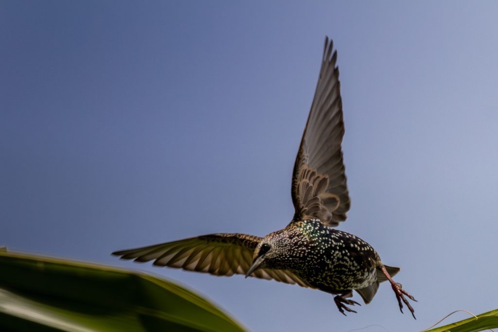 Starling