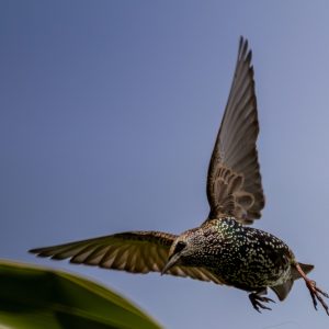 Starling