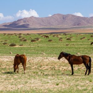 Wild Horses in Green Namib