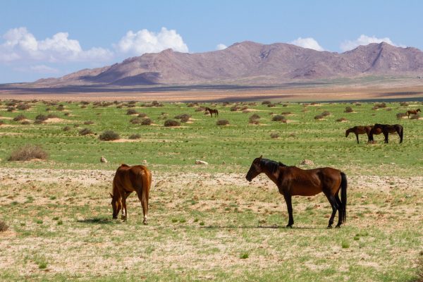 Wild Horses in Green Namib