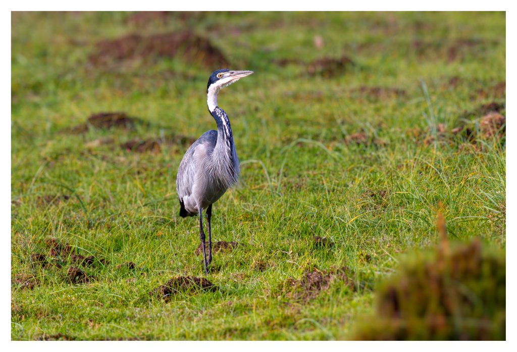 Grey Heron