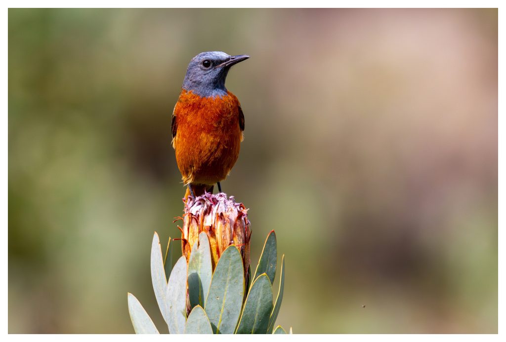 Rock Thrush