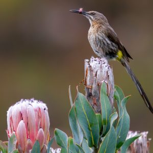 Cape Sugarbird-Protea