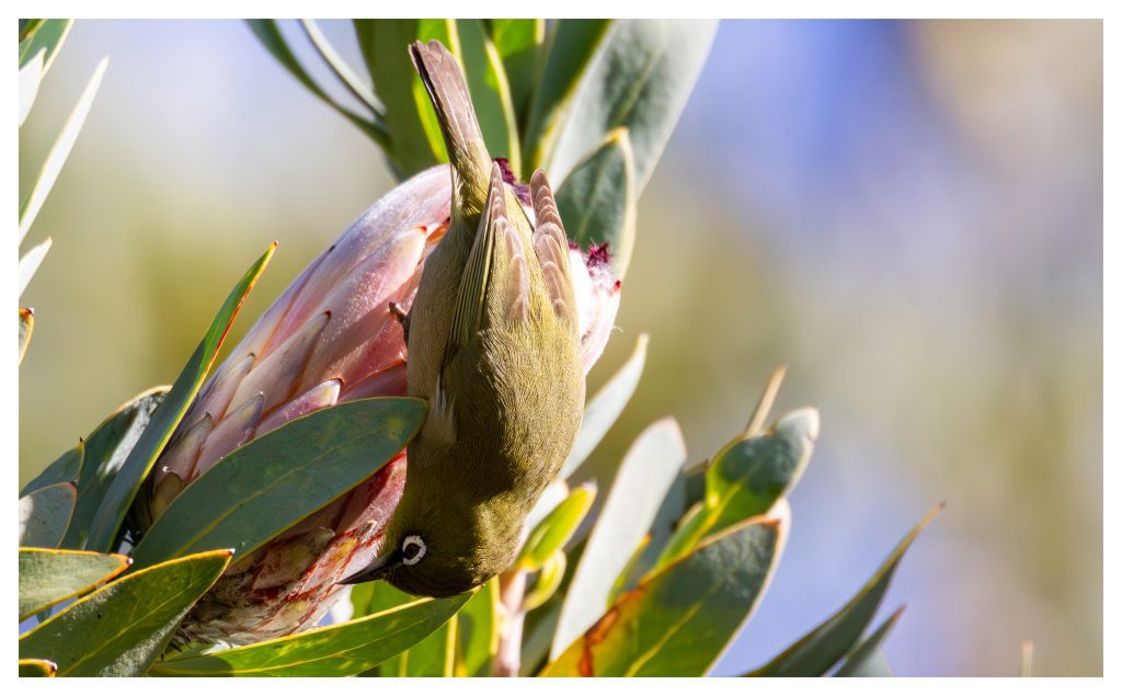 Cape White Eye