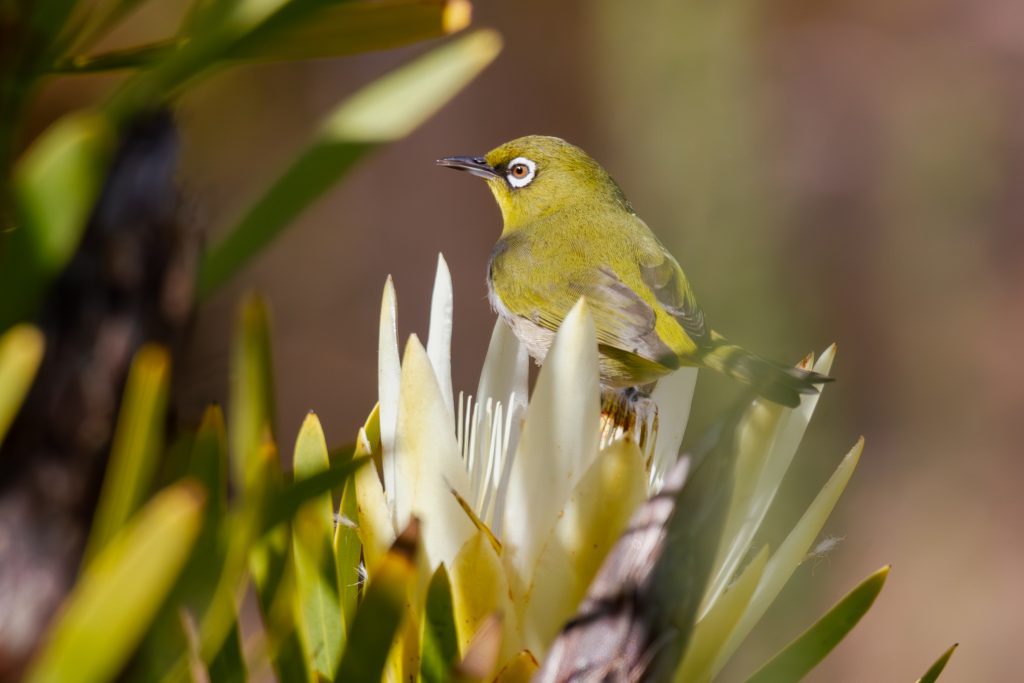 Cape White Eye Protea