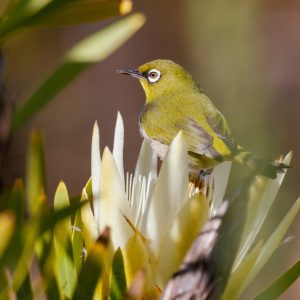 Cape White Eye Protea