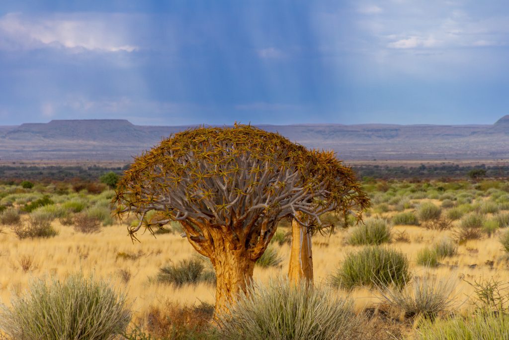 Quiver Trees Keetmans
