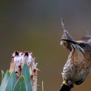 Sugarbird Flight