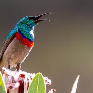 Sunbird