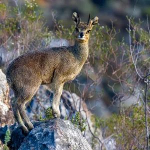 Klipspringer