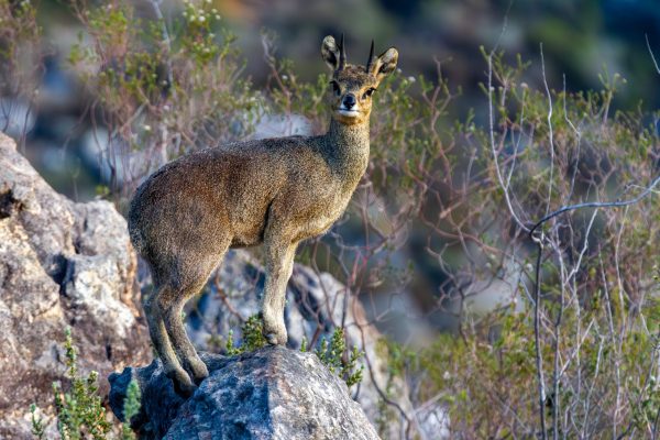 Klipspringer