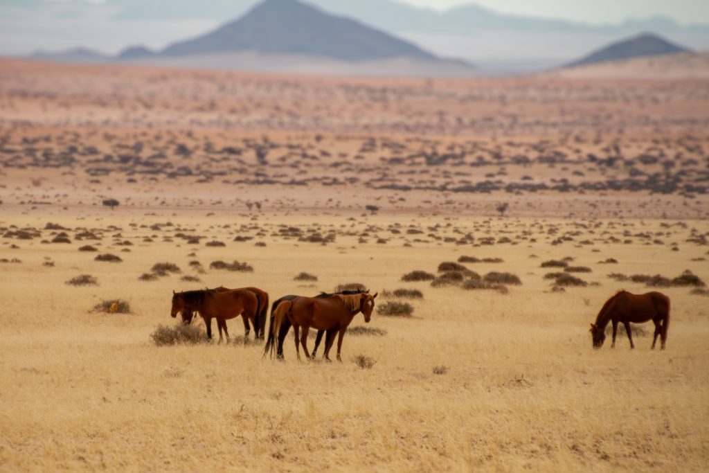 Wild Horses of Namib