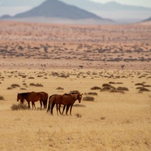 Wild Horses of Namib