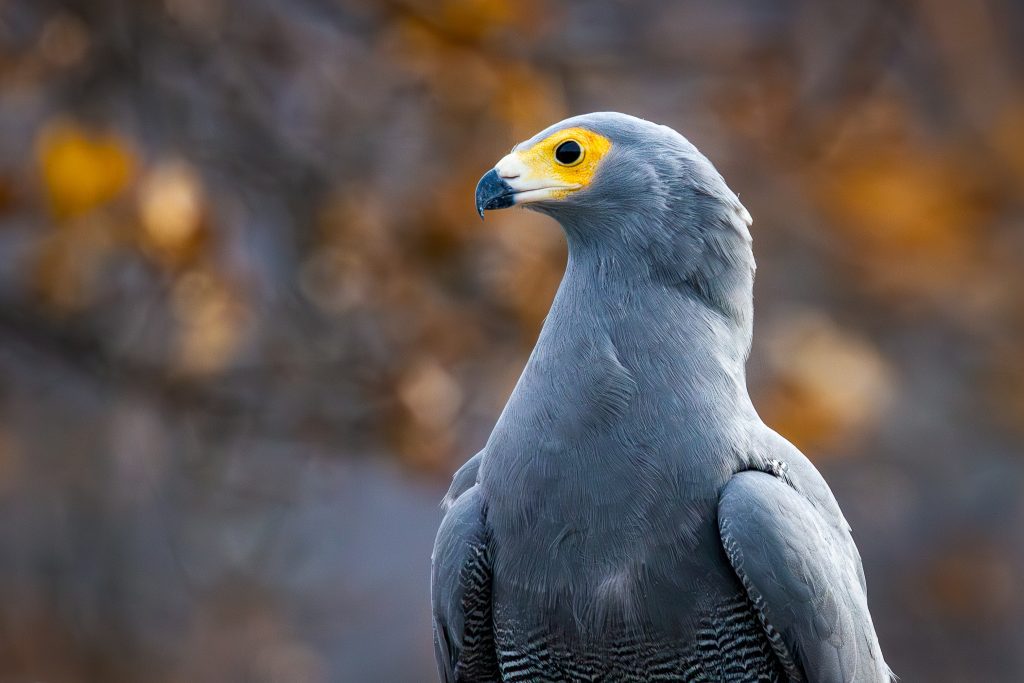 African Harrier Hawk