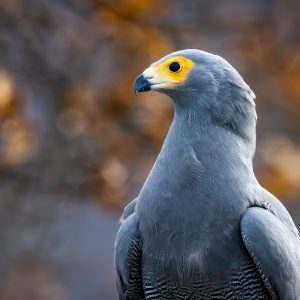 African Harrier Hawk