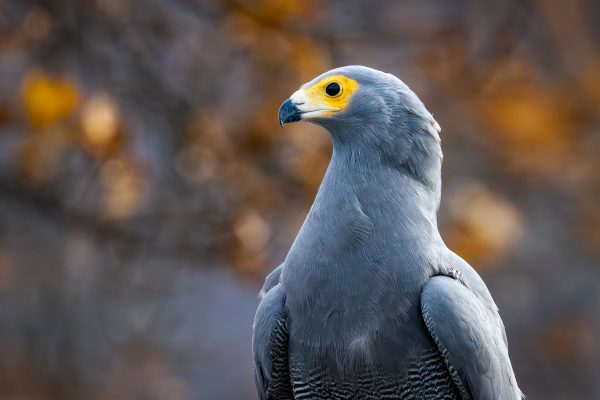 African Harrier Hawk