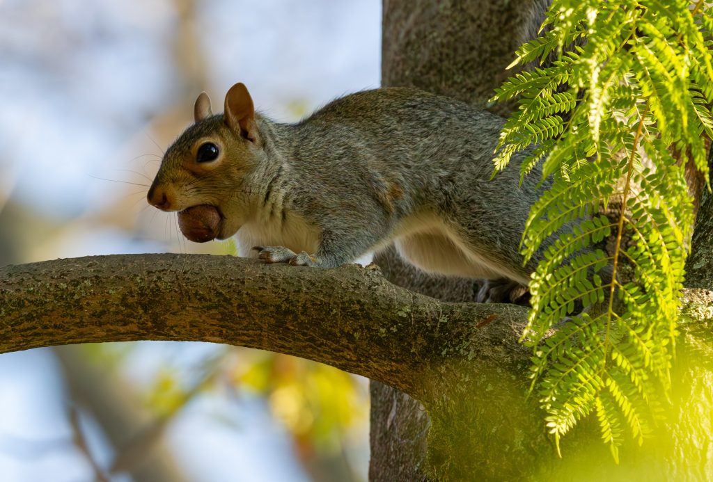 Alheit Squirrel