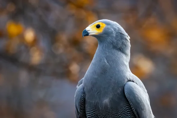 African Harrier Hawk