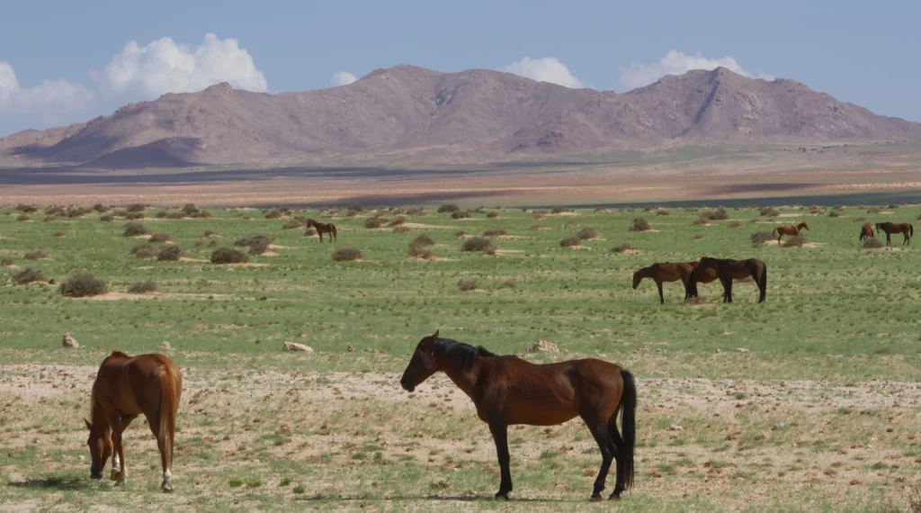 Green Namib