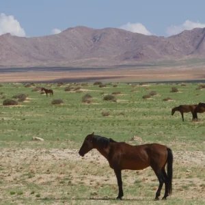 Green Namib