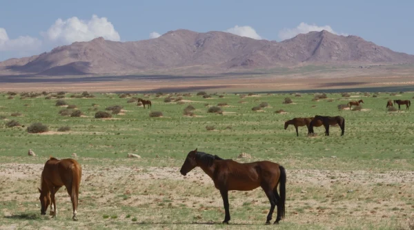 Green Namib